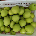 Color verde Fresh Shandong Pear de China